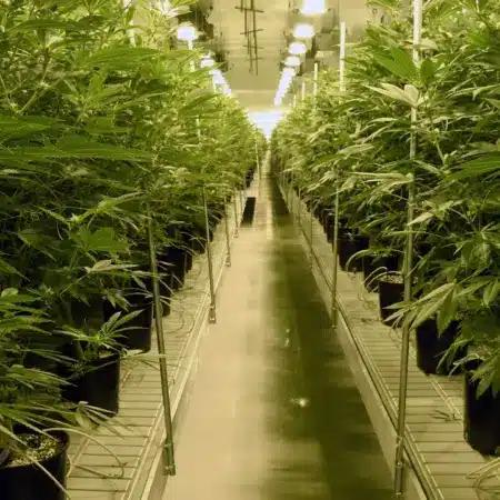 Las Vegas Lights Up: The Evolution and Progress of Cannabis Legalization